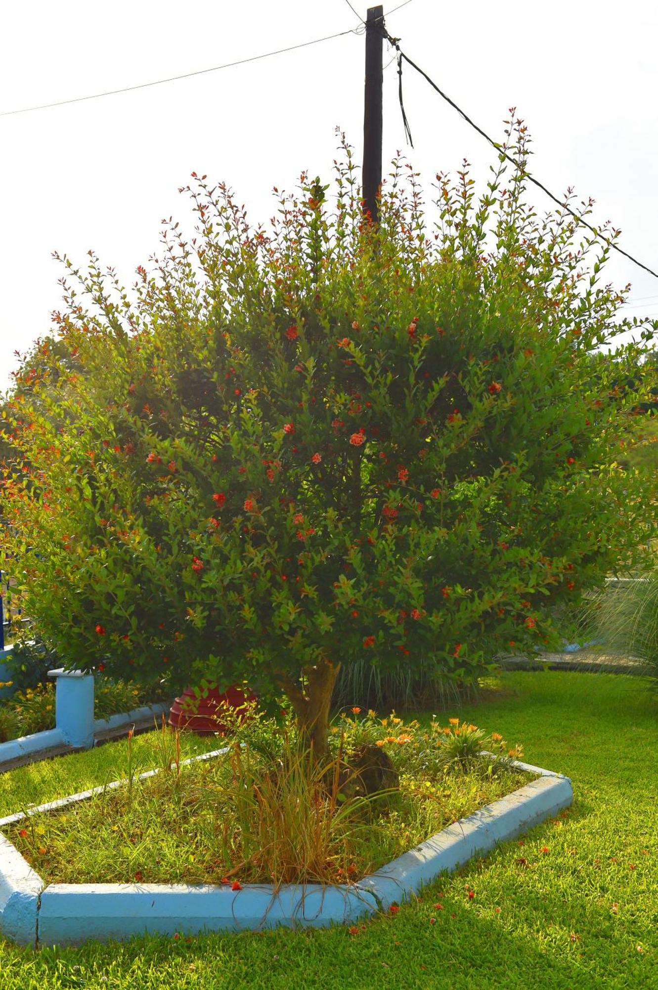 Villa Elpida Kanali  Dış mekan fotoğraf